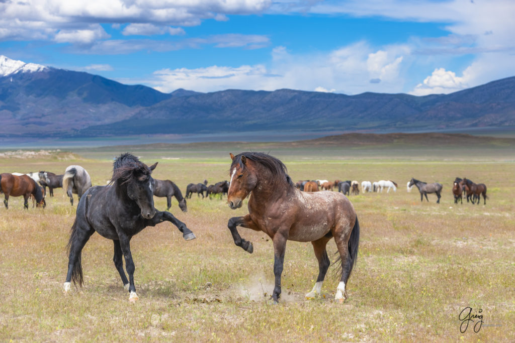 two wild horse mustangs testing each other, Onaqui Wild Horse herd, photography of wild horses wild horse photographs, equine photography