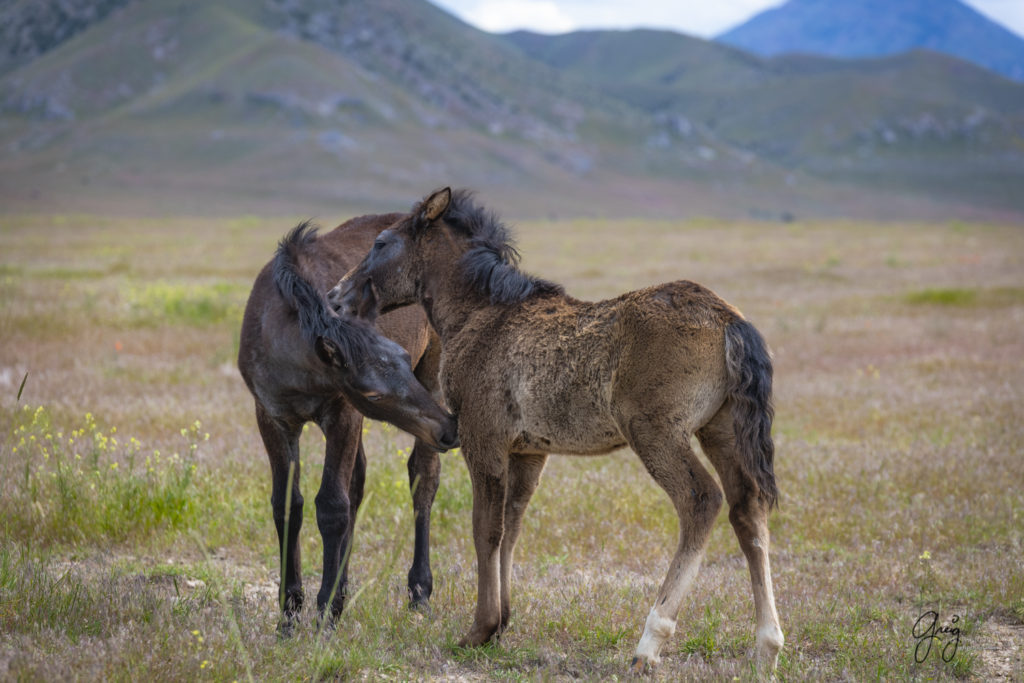 two young wild horse colts, Onaqui Wild Horse herd, photography of wild horses wild horse photographs, equine photography