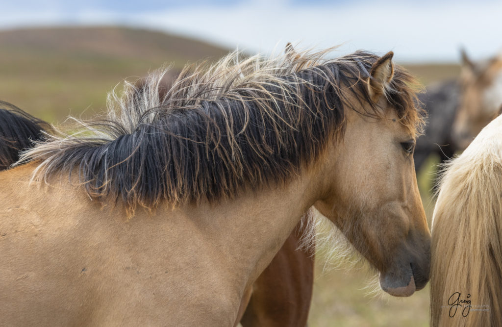 Onaqui Wild Horse herd, photography of wild horses wild horse photographs, equine photography