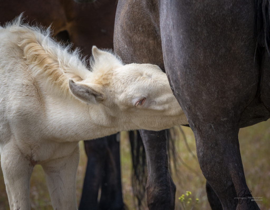 Wild horse foal nursing, Onaqui Wild Horse herd, photography of wild horses wild horse photographs, equine photography