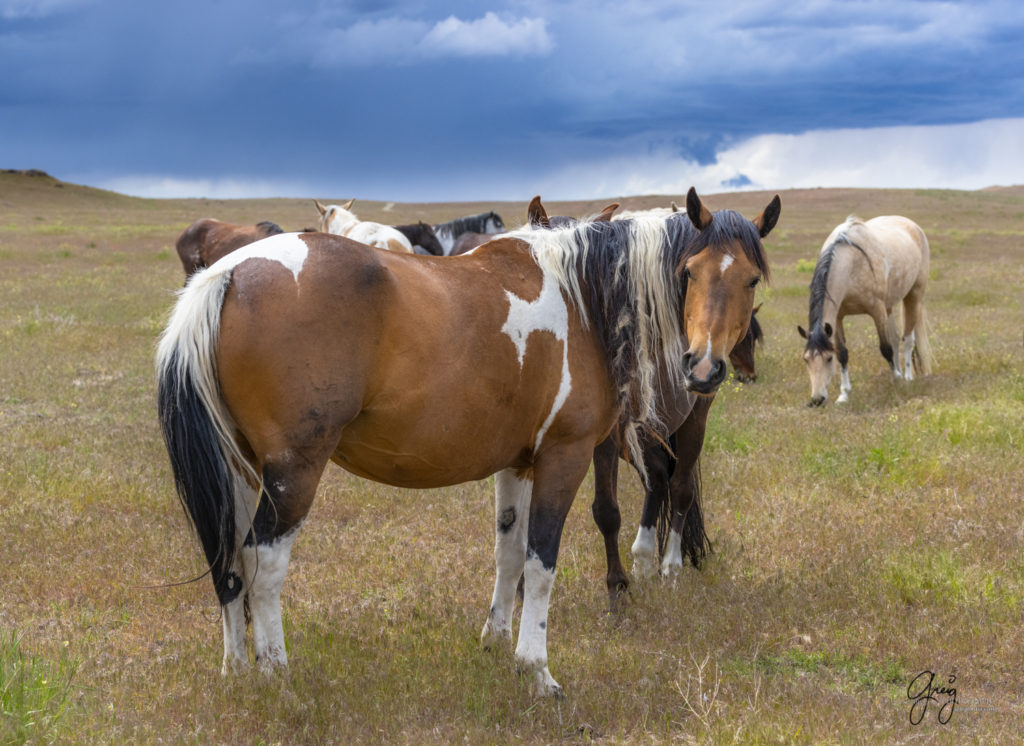 very pregnant wild horse mare, Onaqui Wild Horse herd, photography of wild horses wild horse photographs, equine photography