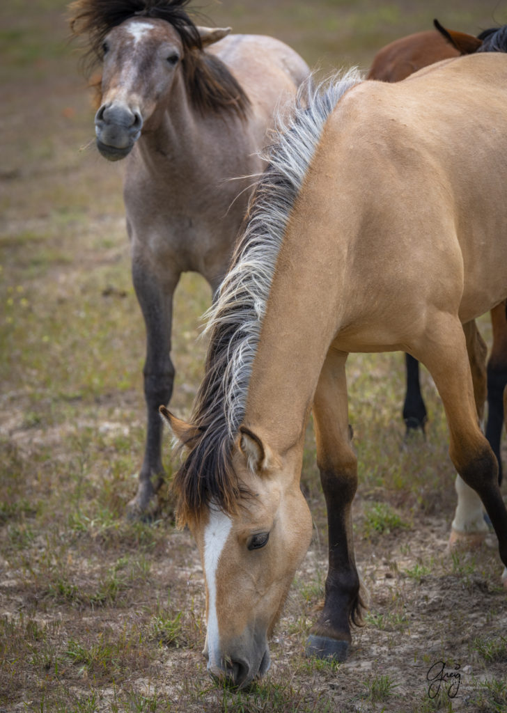 beautiful mane on wild horse, Onaqui Wild Horse herd, photography of wild horses wild horse photographs, equine photography