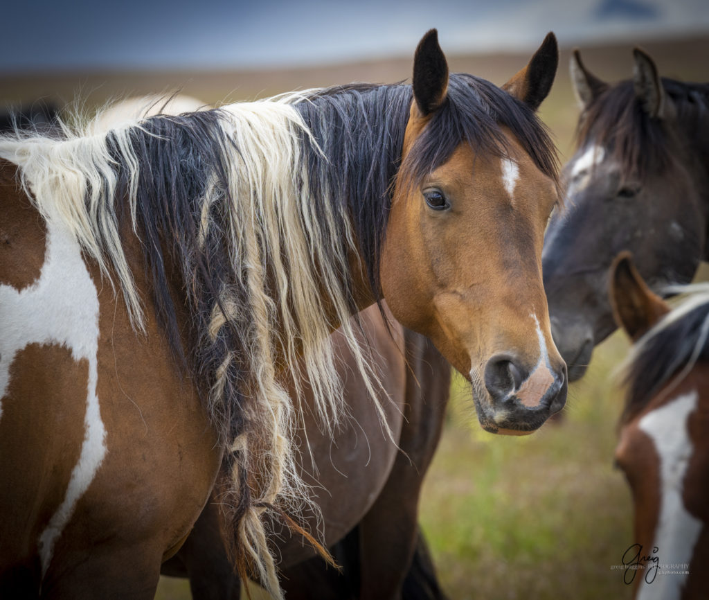 Wild horse mare with braided mane, Onaqui Wild Horse herd, photography of wild horses wild horse photographs, equine photography