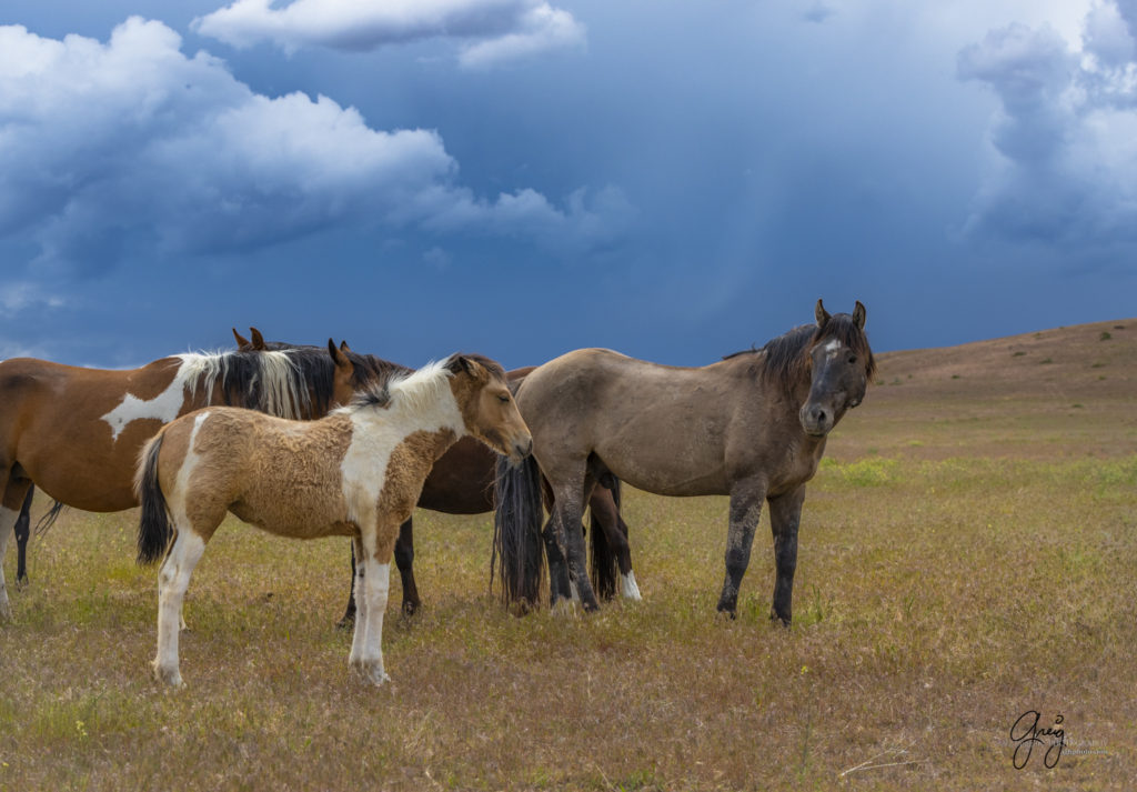 young wild horse colt, Onaqui Wild Horse herd, photography of wild horses wild horse photographs, equine photography