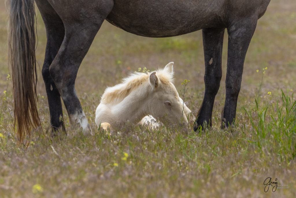 Wild Horse foal asleep, Onaqui Wild Horse herd, photography of wild horses wild horse photographs, equine photography