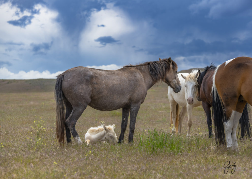 Wild horse mare with foal asleep under her, Onaqui Wild Horse herd, photography of wild horses wild horse photographs, equine photography