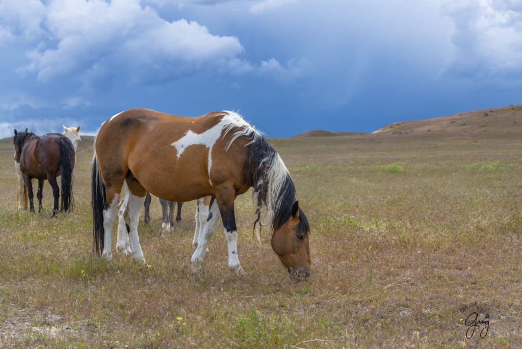 Very pregnant wild horse mare likely having twins, Onaqui Wild Horse herd, photography of wild horses wild horse photographs, equine photography