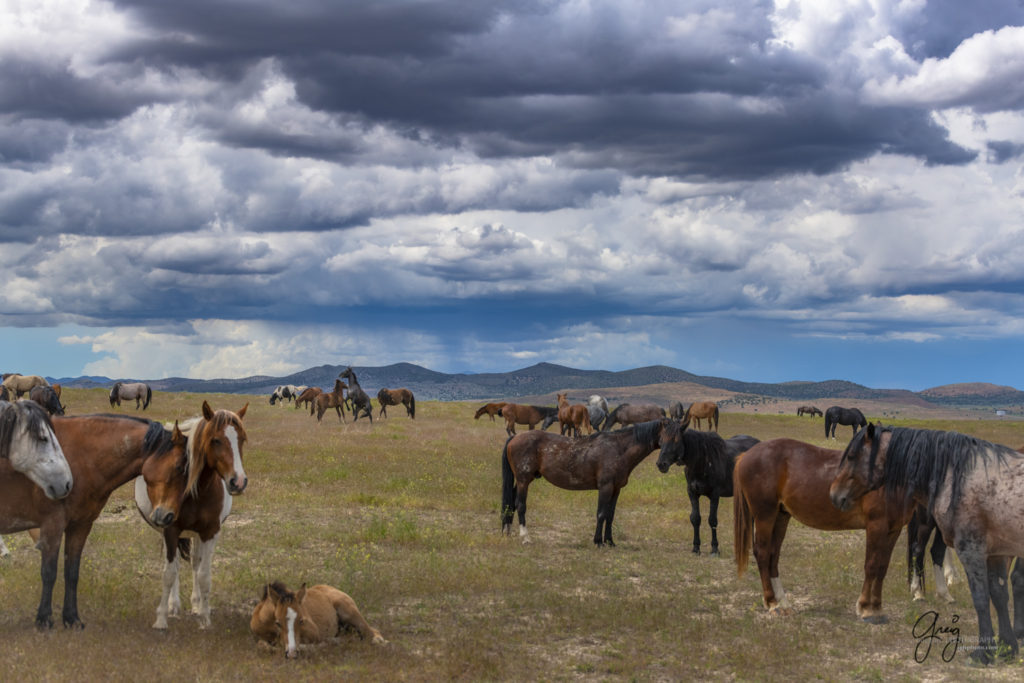 Onaqui Wild Horse herd, photography of wild herses wild horse photographs, equine photography
