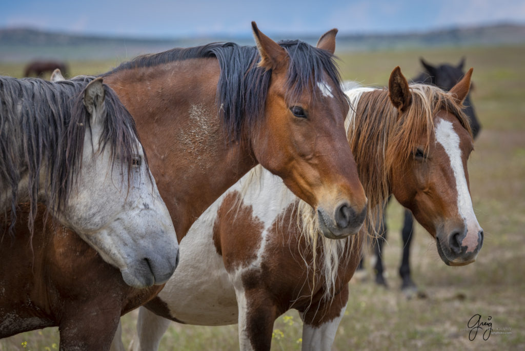 Wild horse mustang with his two mares, Onaqui Wild Horse herd, photography of wild horses wild horse photographs, equine photography
