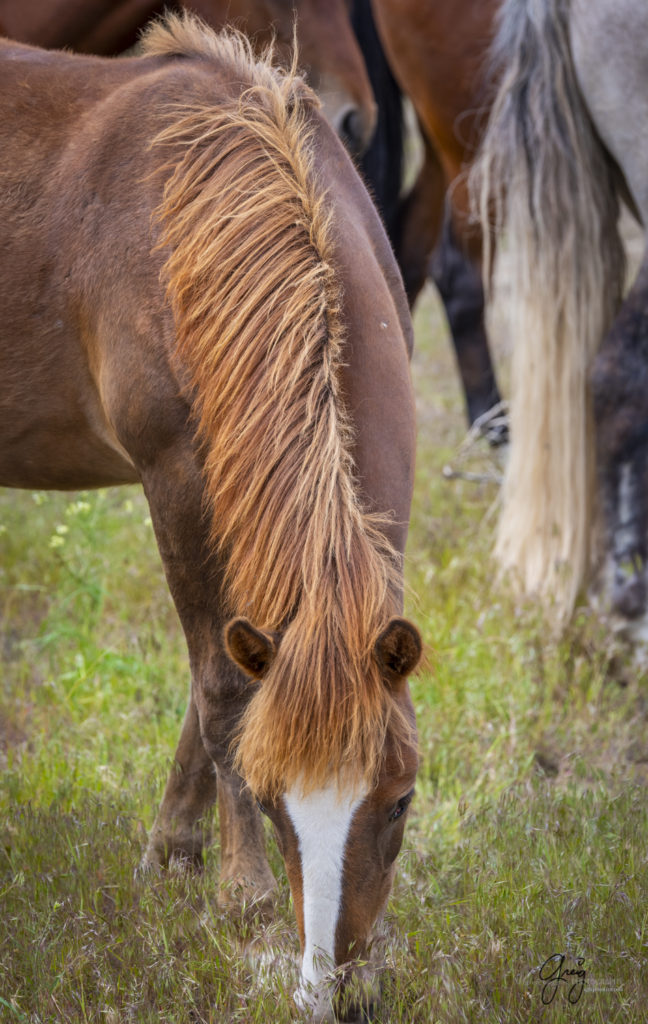 Young mare with beautiful red mane, Onaqui Wild Horse herd, photography of wild horses wild horse photographs, equine photography