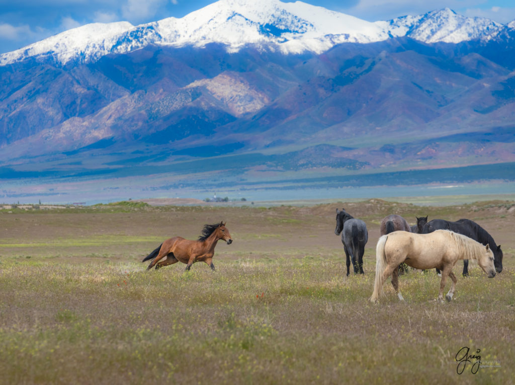 Wild mustang running, Onaqui Wild Horse herd, photography of wild horses wild horse photographs, equine photography