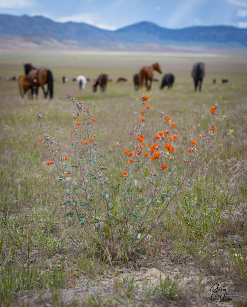 DESERT GLOBEMALLOW in Utah&#039;s West Desert with wild horses in background, Onaqui Wild Horse herd, photography of wild horses wild horse photographs, equine photography