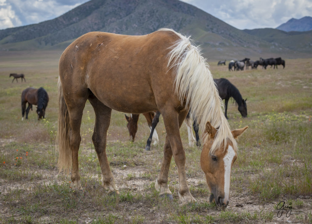 young wild horse mare, DESERT GLOBEMALLOW, Onaqui Wild Horse herd, photography of wild horses wild horse photographs, equine photography