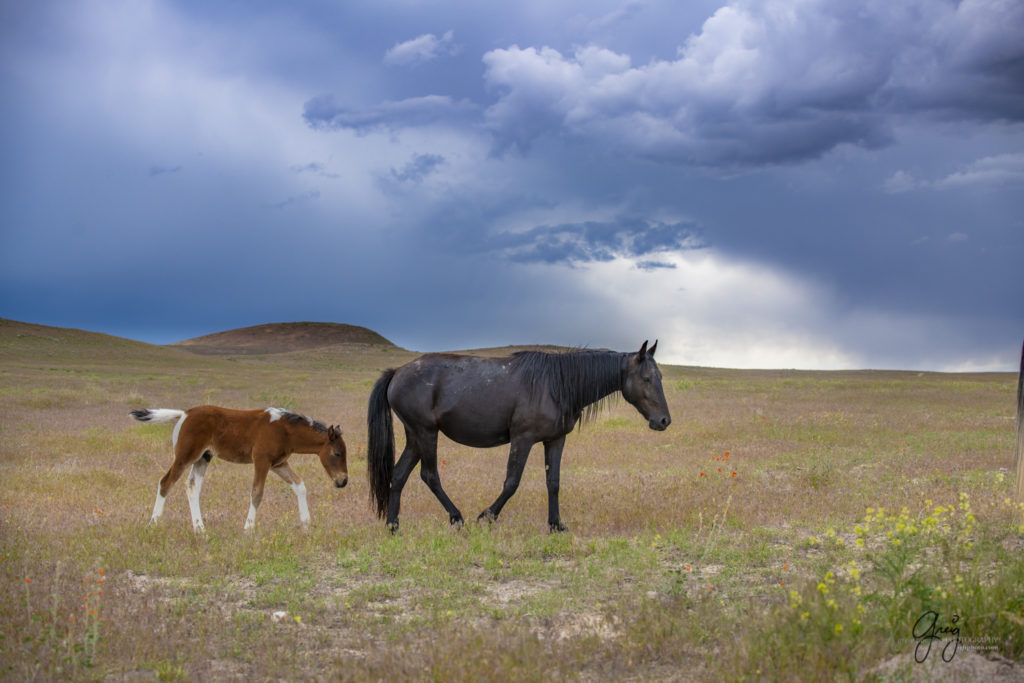 Mare and foal wild horse, Onaqui Wild Horse herd, photography of wild horses wild horse photographs, equine photography