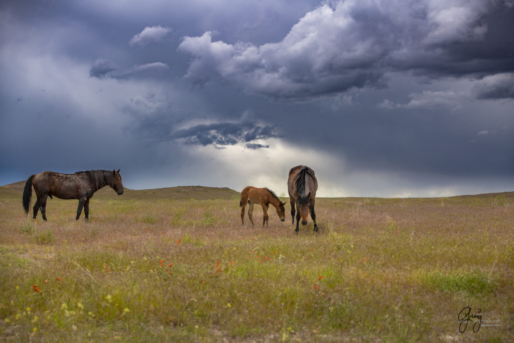 Wild mustang with his mare and foal, Onaqui Wild Horse herd, photography of wild horses wild horse photographs, equine photography