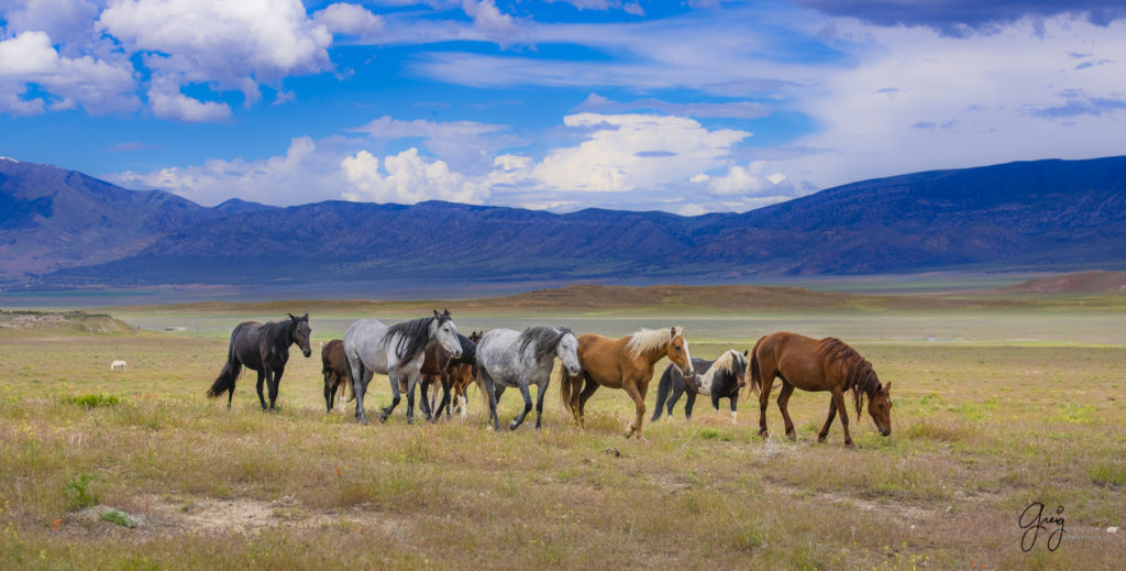 small band of wild horses running, Onaqui Wild Horse herd, photography of wild horses wild horse photographs, equine photography