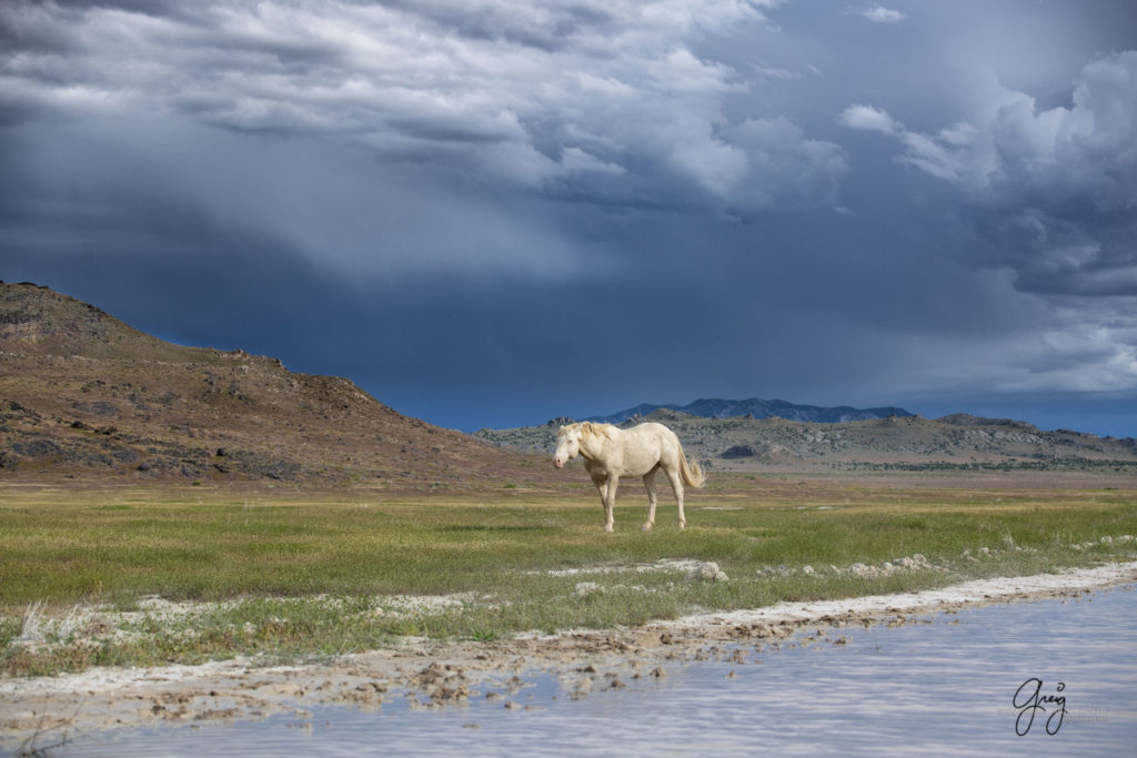 Cremello stallion, Onaqui Wild Horse herd, photography of wild horses wild horse photographs, equine photography