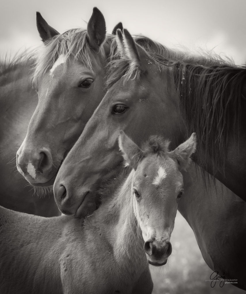 black and white fine art photography of wild horses, Onaqui Wild Horse herd, photography of wild horses wild horse photographs, equine photography