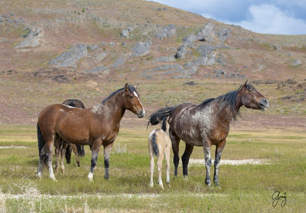 Mare and stallion with their newborn colt, Onaqui Wild Horse herd, photography of wild horses wild horse photographs, equine photography