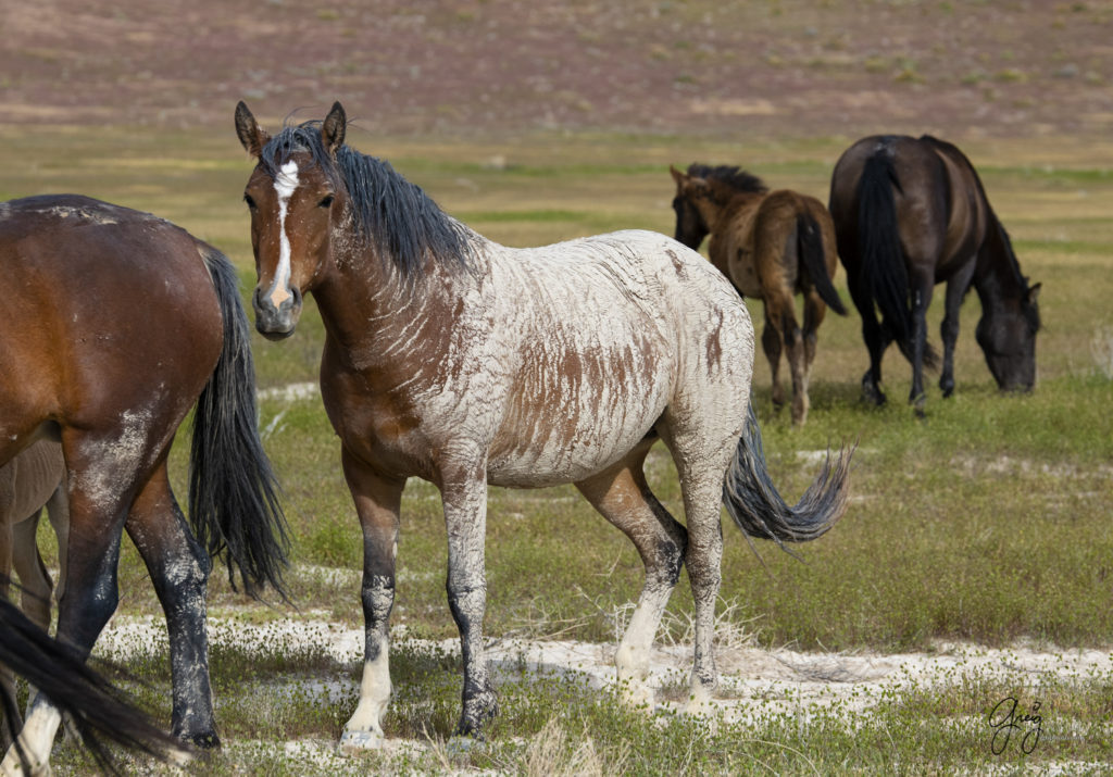 Mud covered wild mustang, Onaqui Wild Horse herd, photography of wild horses wild horse photographs, equine photography