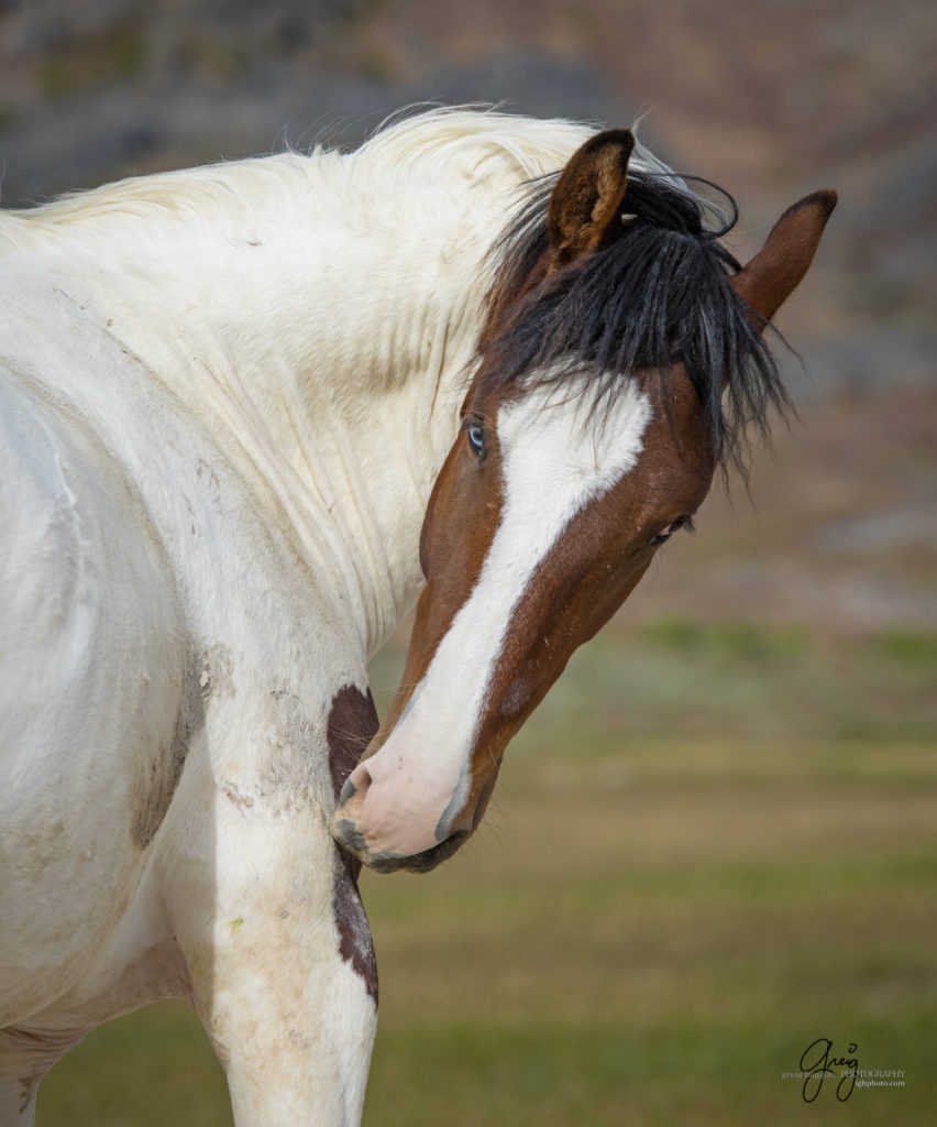 Young wild mustang with one blue eye and one brown eye, Onaqui Wild Horse herd, photography of wild horses wild horse photographs, equine photography