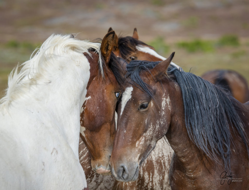 Wild mustang in a face-off, Onaqui Wild Horse herd, photography of wild horses wild horse photographs, equine photography