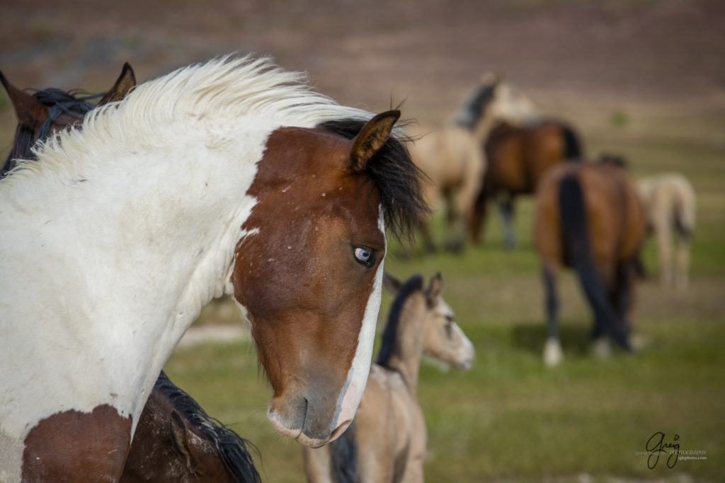 Blue eyed pinto colt, Onaqui Wild Horse herd, photography of wild horses wild horse photographs, equine photography