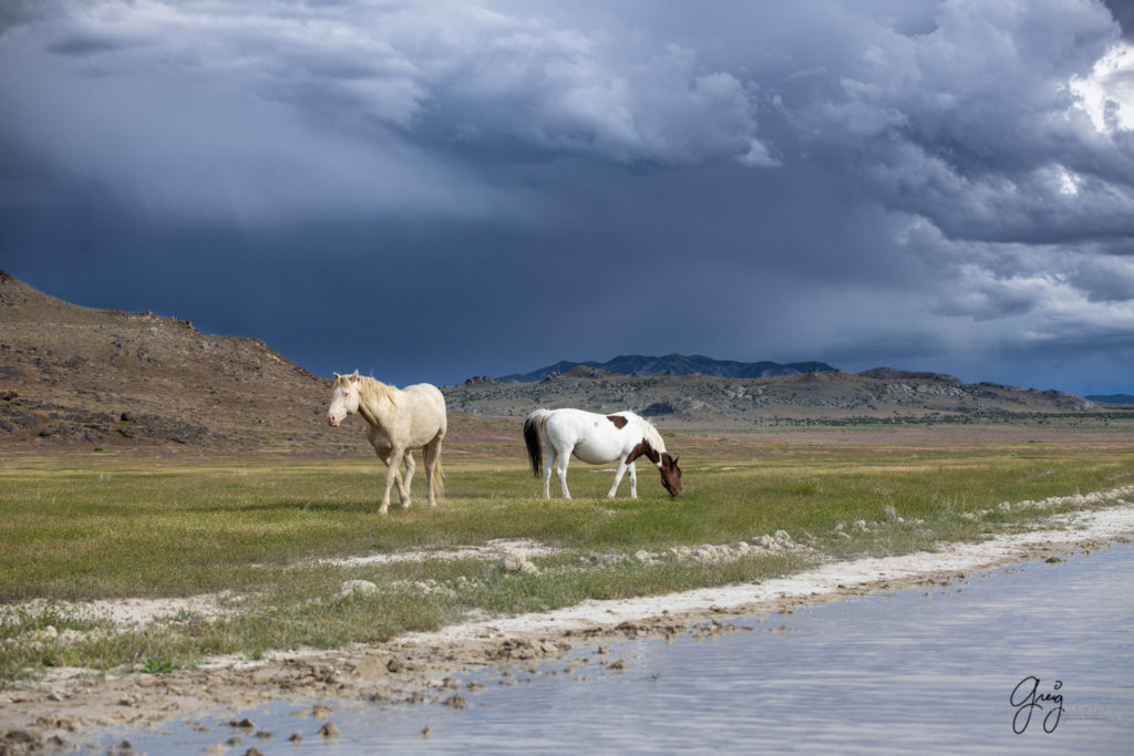 Cremello wild mustang with his pregnant mare, Onaqui Wild Horse herd, photography of wild horses wild horse photographs, equine photography