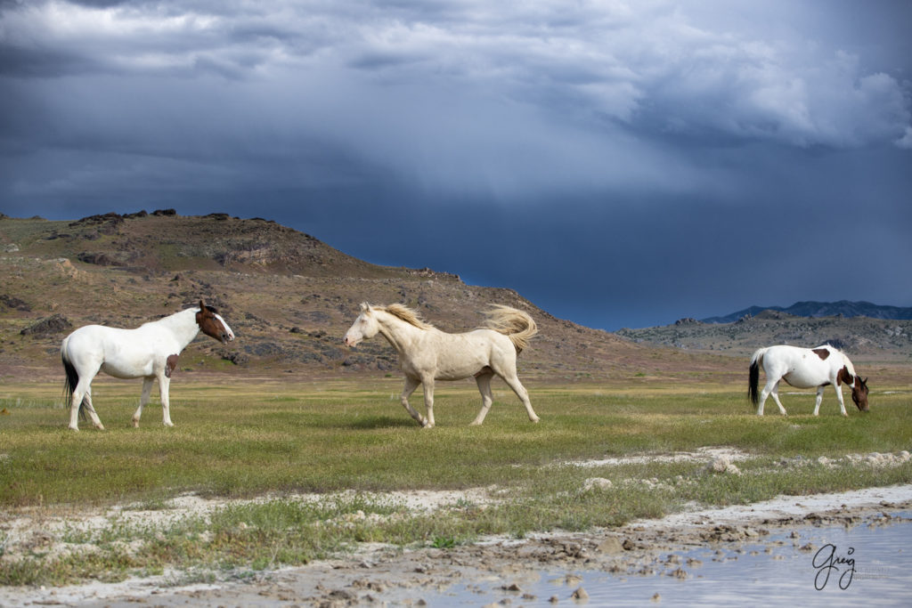 Onaqui Wild Horse herd, photography of wild horses wild horse photographs, equine photography