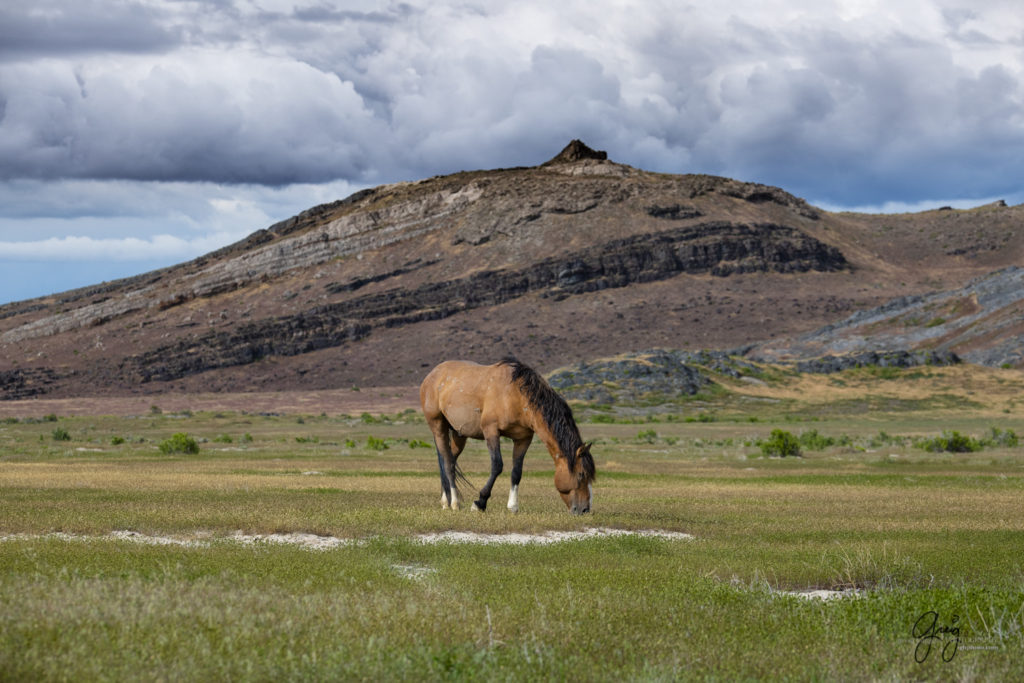 Beautiful wild mustang names "the Ghost", Onaqui Wild Horse herd, photography of wild horses wild horse photographs, equine photography