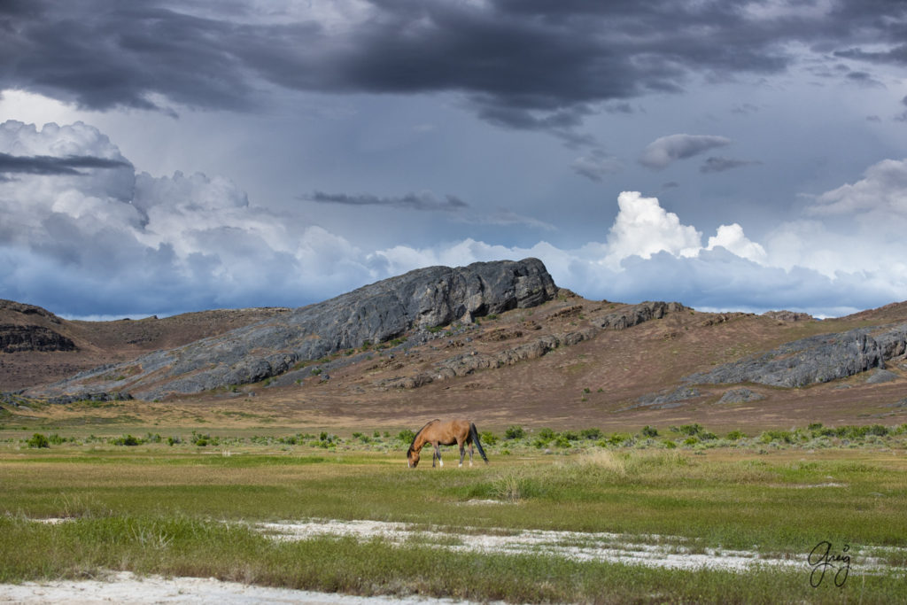 The Ghost a wild mustang, Onaqui Wild Horse herd, photography of wild horses wild horse photographs, equine photography