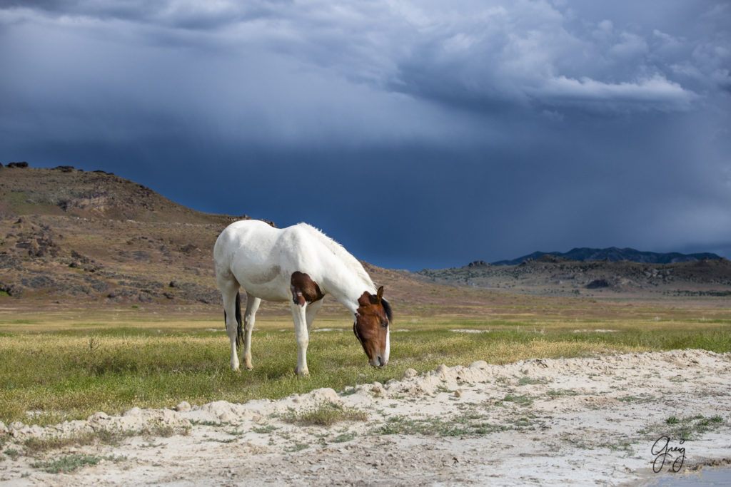 young wild mustang with one blue and one brown eye, Onaqui Wild Horse herd, photography of wild horses wild horse photographs, equine photography