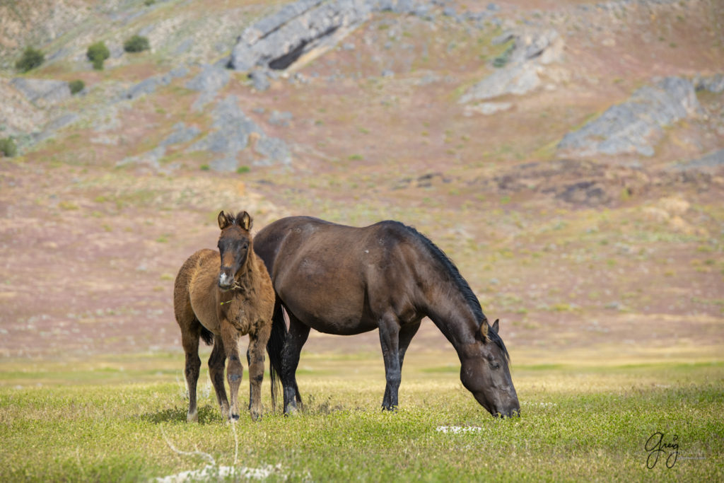 Onaqui Wild Horse herd, photography of wild horses wild horse photographs, equine photography