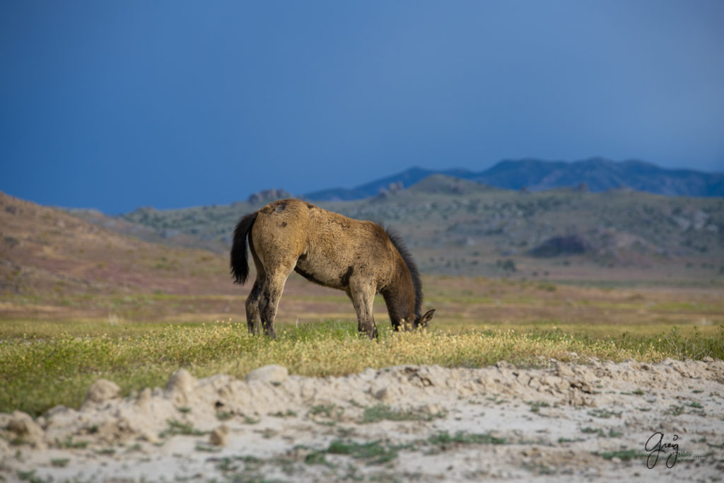 wild horse foal, Onaqui Wild Horse herd, photography of wild horses wild horse photographs, equine photography
