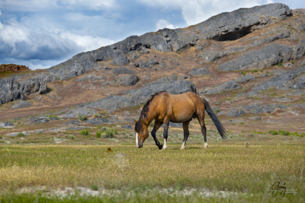 Onaqui Wild Horse herd, photography of wild horses wild horse photographs, equine photography