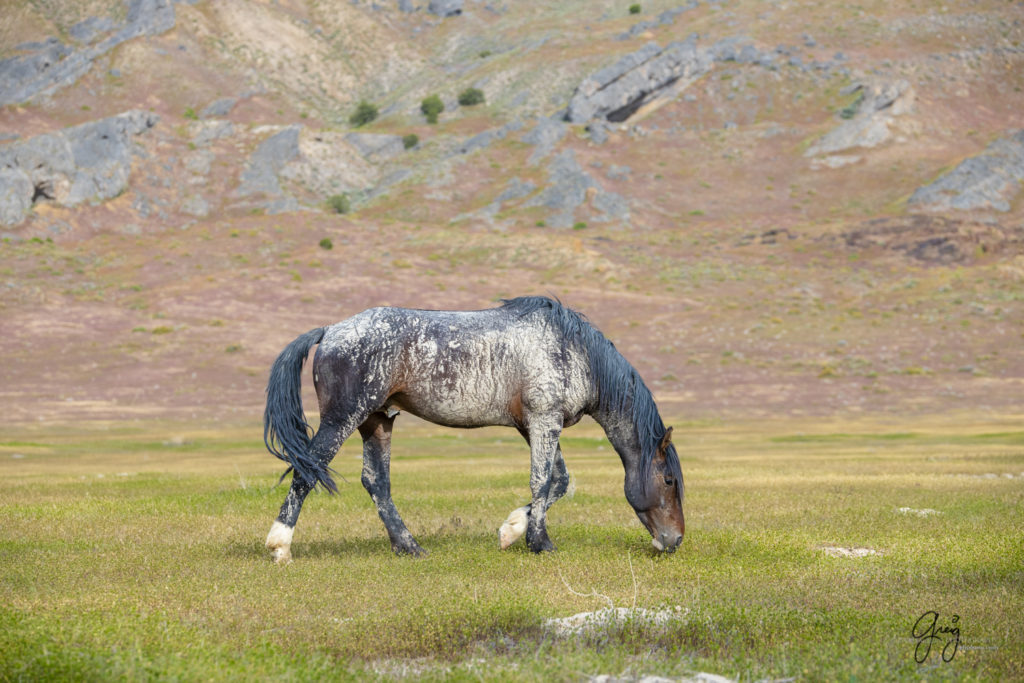 Onaqui Wild Horse herd, photography of wild horses wild horse photographs, equine photography