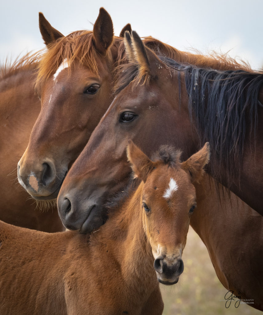 wild horse family portrait, Onaqui Wild Horse herd, photography of wild horses wild horse photographs, equine photography