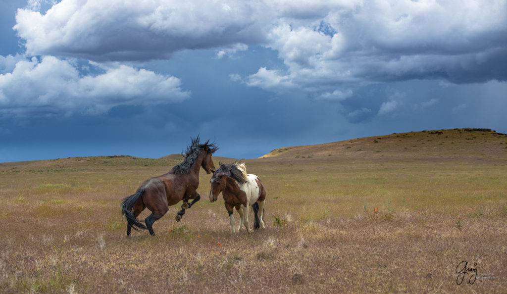 Onaqui Wild Horse herd, photography of wild horses wild horse photographs, equine photography