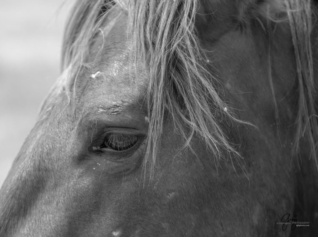 Onaqui Wild Horse herd, photography of wild horses wild horse photographs, equine photography