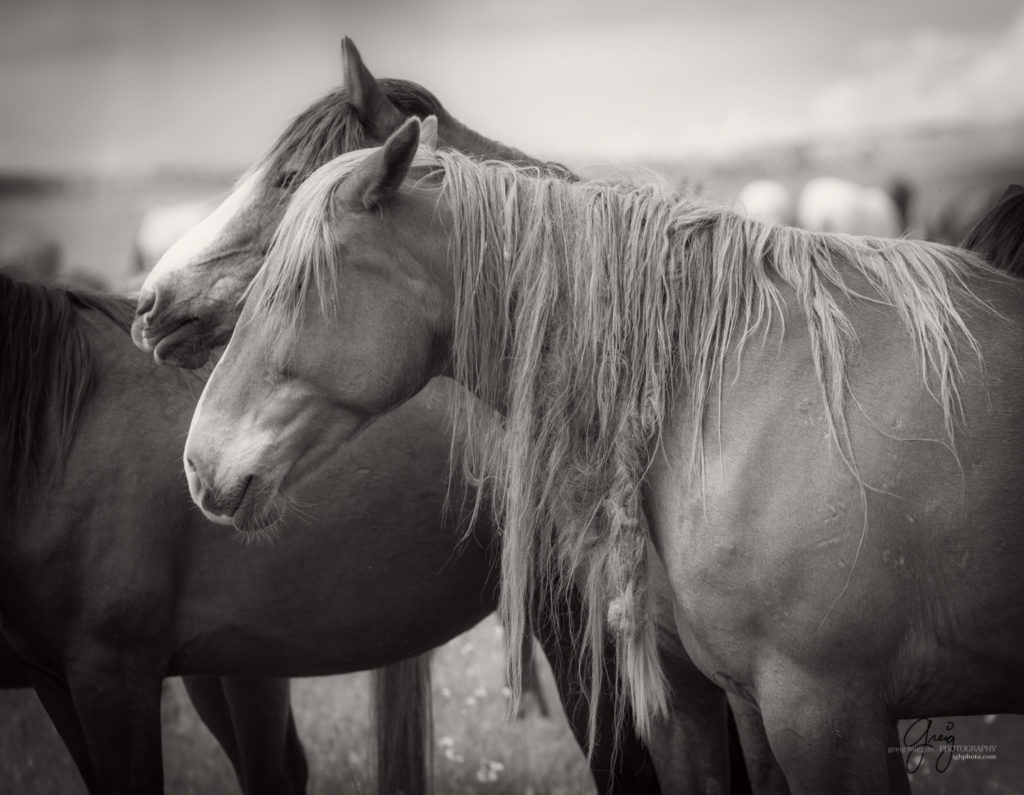 black and white fine art photography of wild horses, Onaqui Wild Horse herd, photography of wild horses wild horse photographs, equine photography