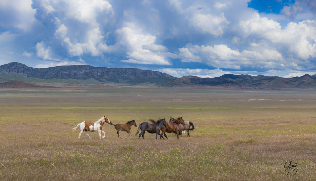 Onaqui Wild Horse herd, photography of wild horses wild horse photographs, equine photography