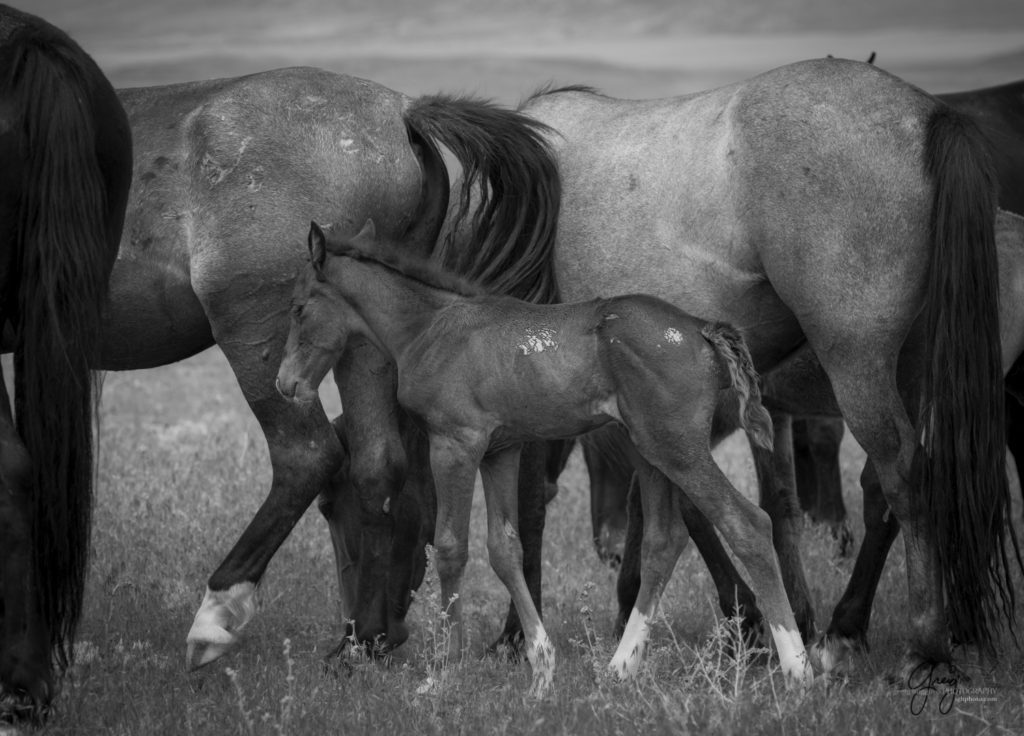 Onaqui Wild Horse herd, photography of wild horses wild horse photographs, equine photography