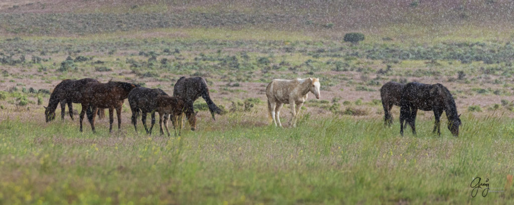hard rain fine art photography of wild horses, Onaqui wild horse herd, wild horse photos