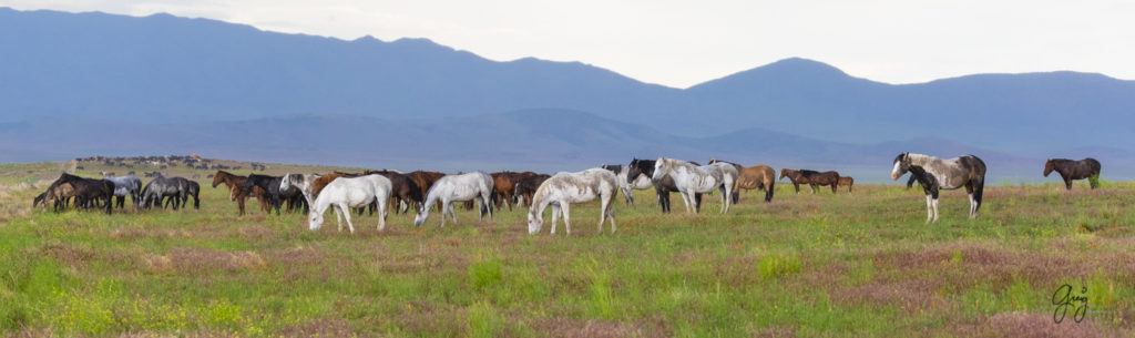 fine art photography of wild horses, Onaqui wild horse herd, wild horse photos