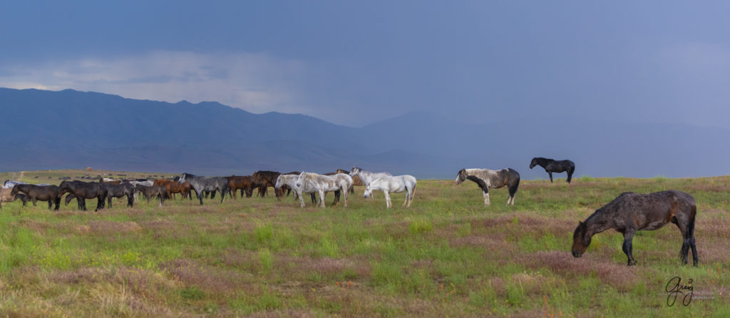 fine art photography of wild horses, Onaqui wild horse herd, wild horse photos