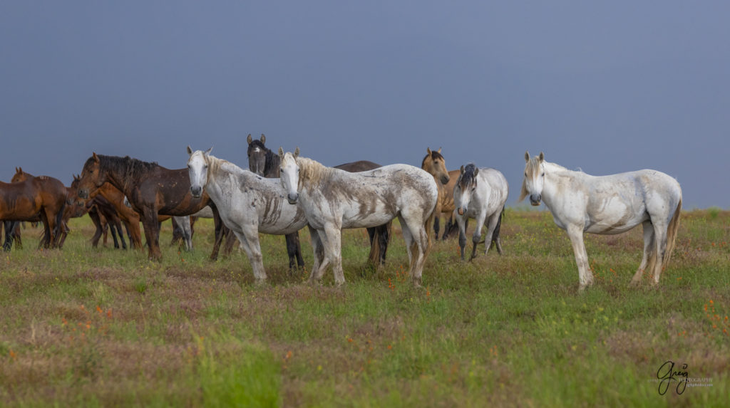 fine art photography of wild horses, Onaqui wild horse herd, wild horse photos