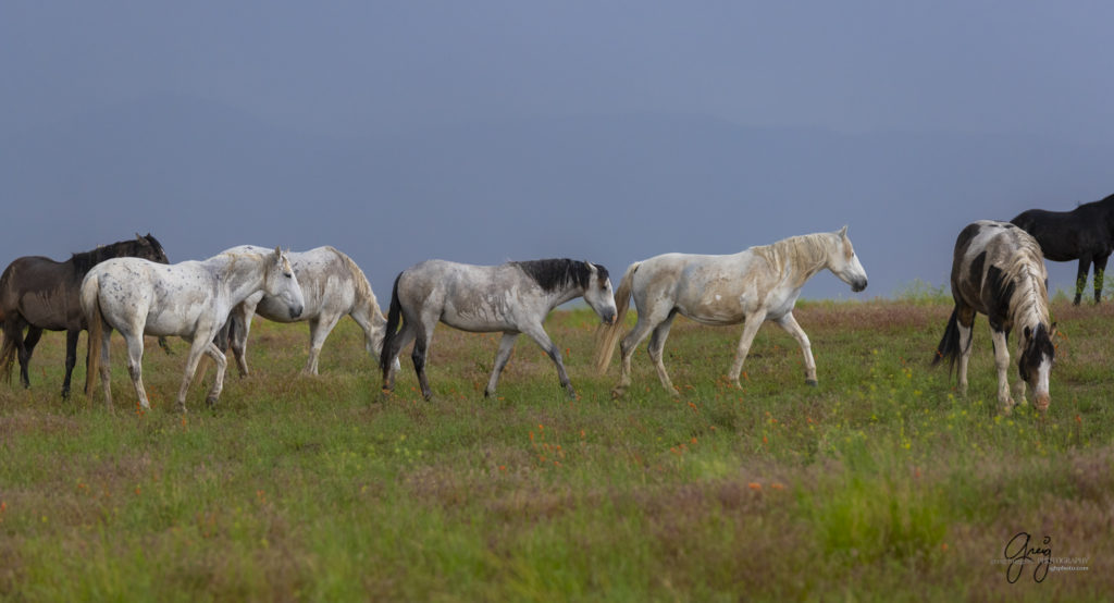 fine art photography of wild horses, Onaqui wild horse herd, wild horse photos