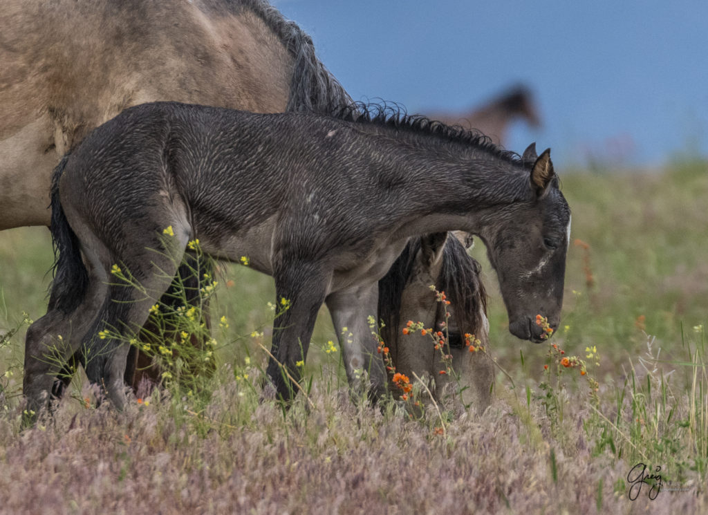 fine art photography of wild horses, Onaqui wild horse herd, wild horse photos