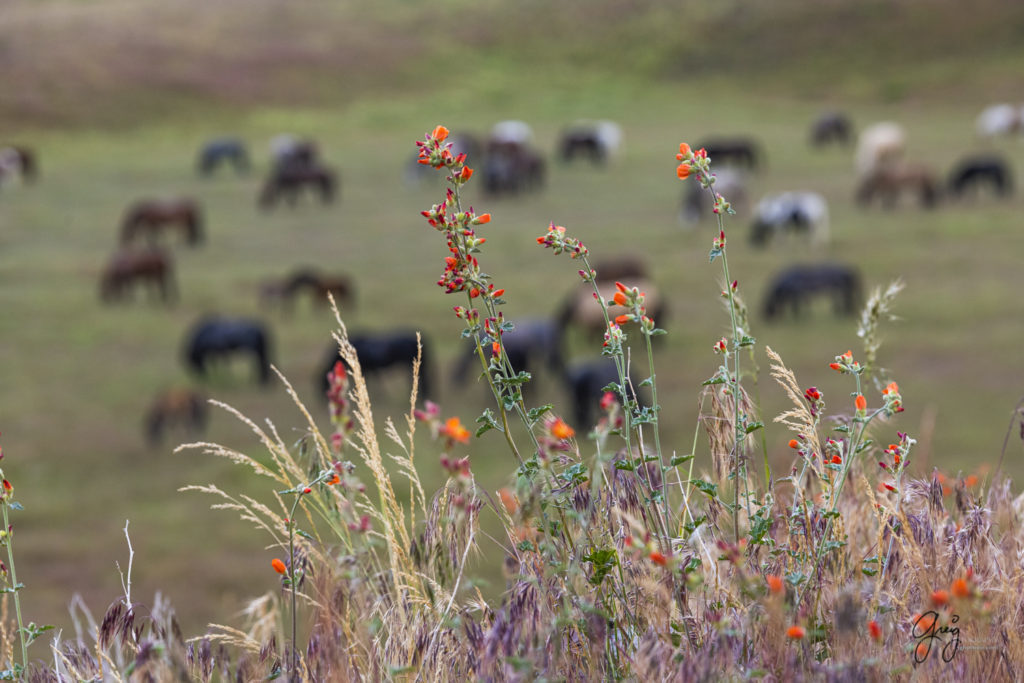 Desert globemallow (orange weed) with Onaqui wild horses in background