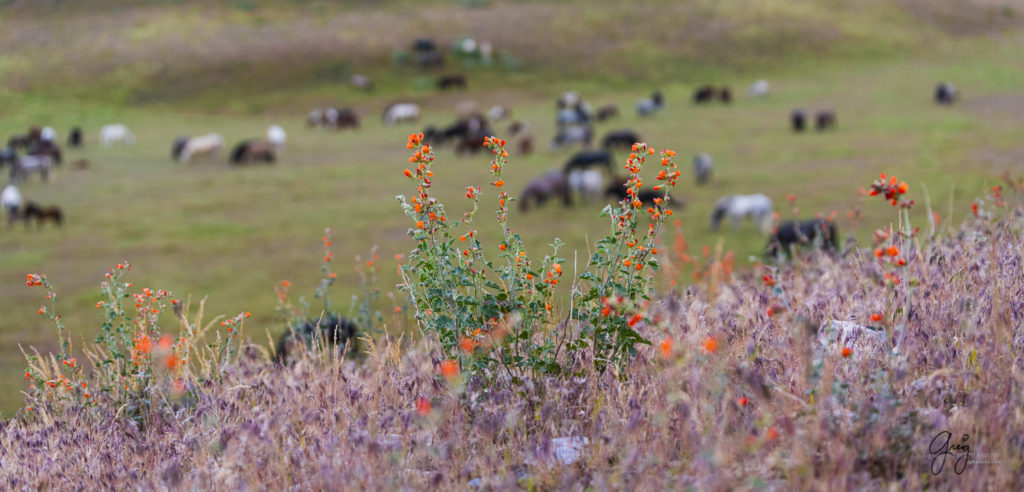 Desert globemallow (orange weed) with Onaqui wild horses in background